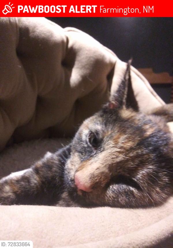 Lost Female Cat last seen Barcelona Circle, Farmington, NM 87401