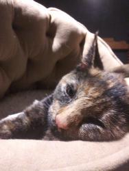 Lost Female Cat last seen Barcelona Circle, Farmington, NM 87401