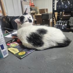 Shelter Stray Male Cat last seen Stoughton, WI 53589, Madison, WI 53718