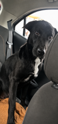 Lost Female Dog last seen rua das gerberas e região , São Dimas, PR 83411-230