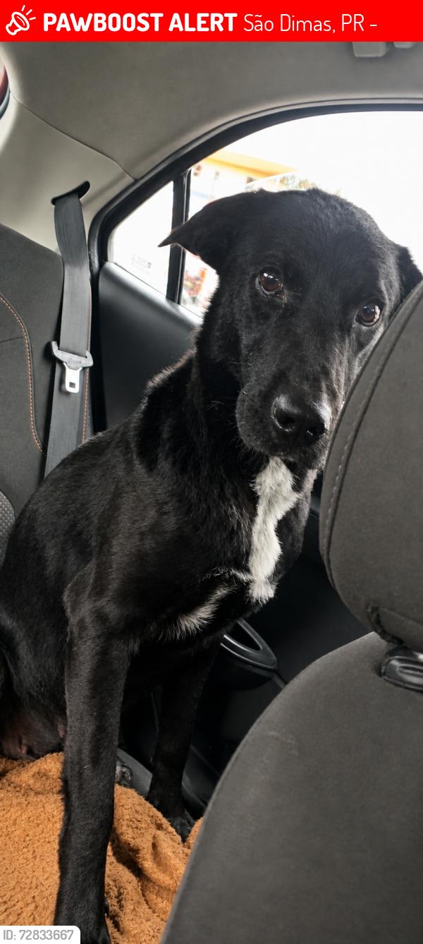 Lost Female Dog last seen rua das gerberas e região , São Dimas, PR 83411-230