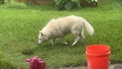 Found/Stray Female Dog last seen Princeton Dr and Hansford Place, Pearland, TX 77584