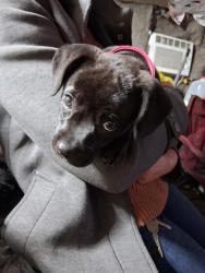 Found/Stray Female Dog last seen Trent drive and 24, Cameron, NC 28326