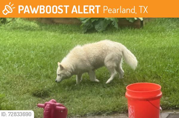 Found/Stray Female Dog last seen Princeton Dr and Hansford Place, Pearland, TX 77584