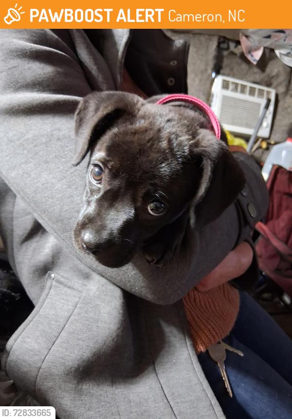 Found/Stray Female Dog last seen Trent drive and 24, Cameron, NC 28326