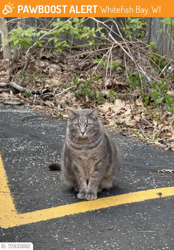 Found/Stray Unknown Cat last seen Donut Monster, Whitefish Bay, WI 53217