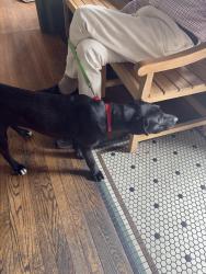 Found/Stray Male Dog last seen Broad Street and Fourth Avenue, Rome, GA 30161