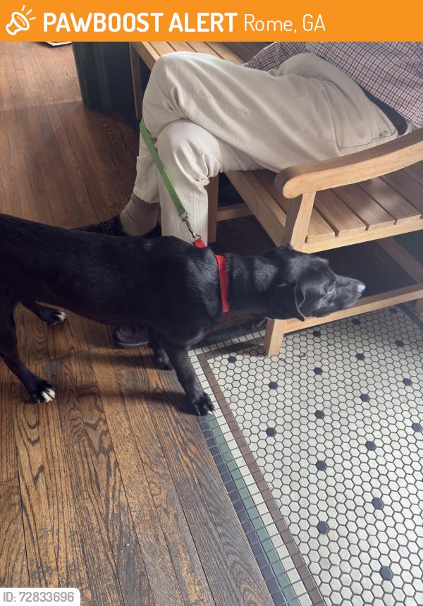 Found/Stray Male Dog last seen Broad Street and Fourth Avenue, Rome, GA 30161