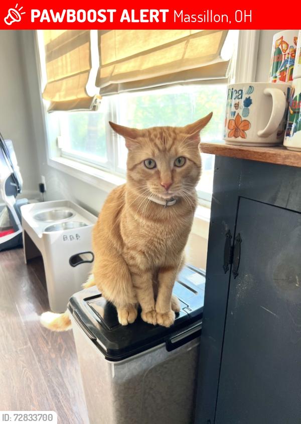 Lost Male Cat last seen Kenyon Ave NW Massillon OH , Massillon, OH 44647