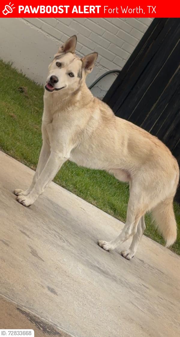 Lost Male Dog last seen Yucca , Fort Worth, TX 76111