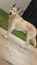 Lost Male Dog last seen Yucca , Fort Worth, TX 76111