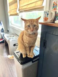 Lost Male Cat last seen Kenyon Ave NW Massillon OH , Massillon, OH 44647