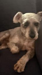 Found/Stray Male Dog last seen Manchester, Los Angeles, CA 90044
