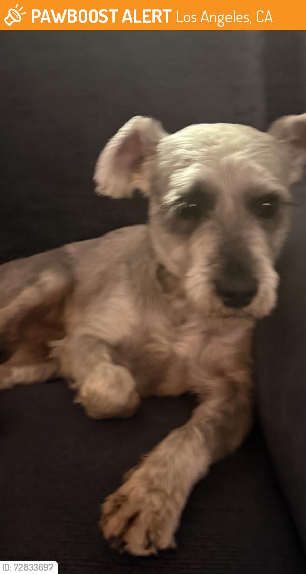 Found/Stray Male Dog last seen Manchester, Los Angeles, CA 90044