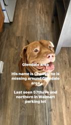 Lost Male Dog last seen N 55th ave and W northern ave, Glendale, AZ 85301