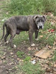 Found/Stray Male Dog last seen OU Biological Station, Kingston, OK 73439