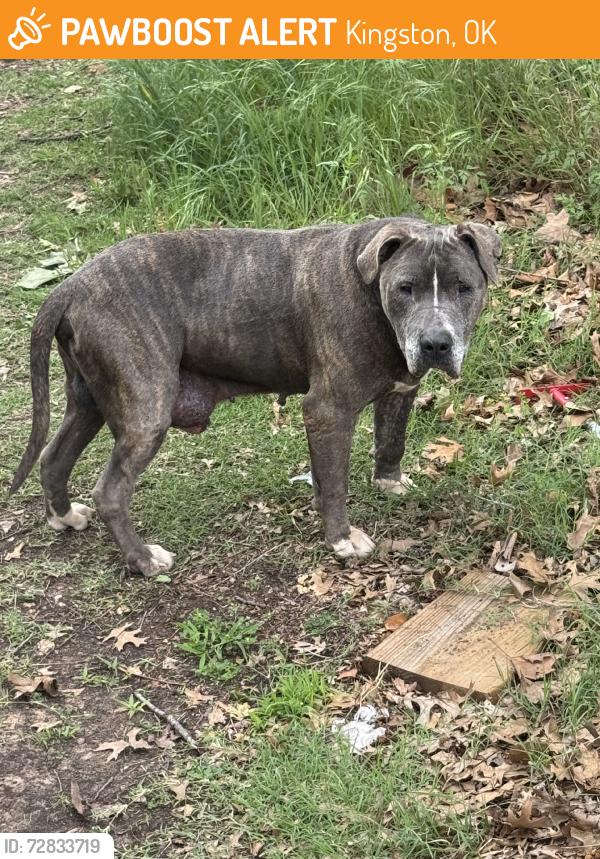 Found/Stray Male Dog last seen OU Biological Station, Kingston, OK 73439