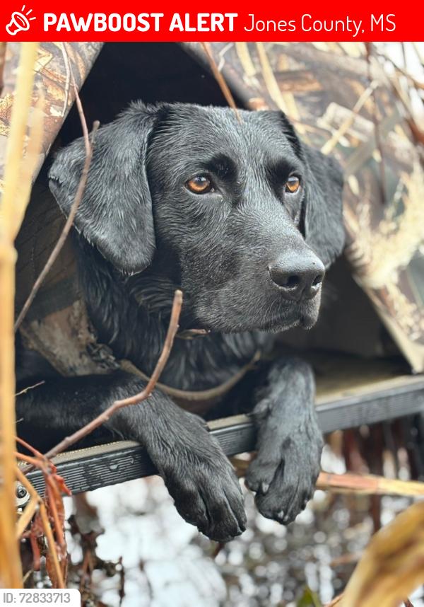 Lost Male Dog last seen blackwell timber, g&g granite, Jones County, MS 39459