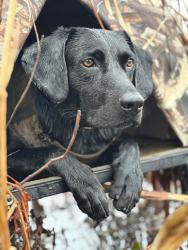 Lost Male Dog last seen blackwell timber, g&g granite, Jones County, MS 39459