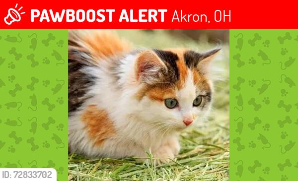 Lost Female Cat last seen newton and malacca, Akron, OH 44305