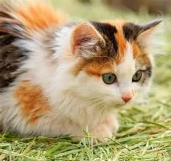 Lost Female Cat last seen newton and malacca, Akron, OH 44305