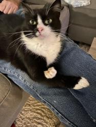 Lost Male Cat last seen Hunters Crossing ln and Edmonson rd in Monroe ga, Monroe, GA 30656