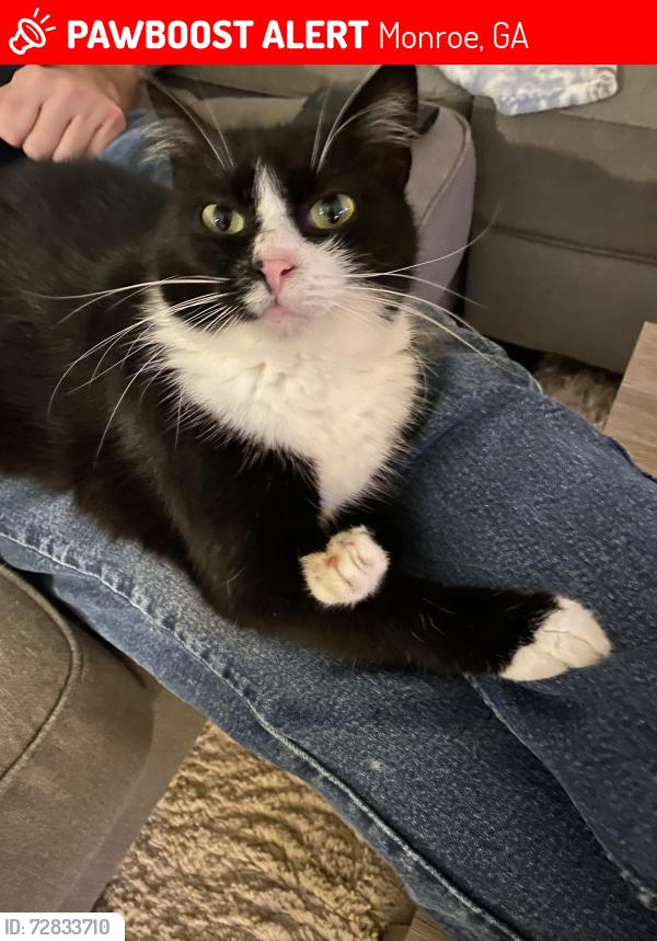 Lost Male Cat last seen Hunters Crossing ln and Edmonson rd in Monroe ga, Monroe, GA 30656