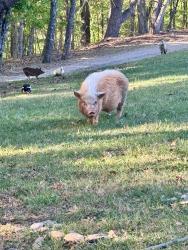 Lost Male Other last seen Walker chapel rd or River Road, Morganton, NC 28655