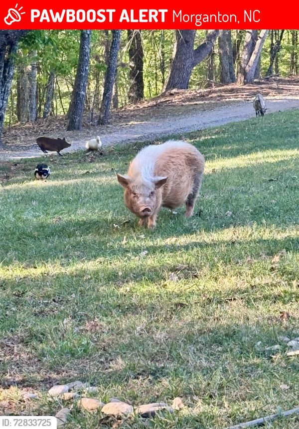 Lost Male Other last seen Walker chapel rd or River Road, Morganton, NC 28655