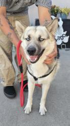 Found/Stray Female Dog last seen Near block and W El Segundo Blvd, Hawthorne, CA 90250
