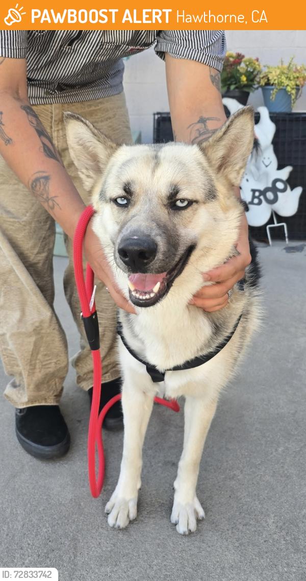 Found/Stray Female Dog last seen Near block and W El Segundo Blvd, Hawthorne, CA 90250