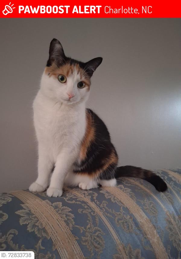 Lost Female Cat last seen Waverly Lynn Lane and Cottage Oaks Drive, Charlotte, NC 28269