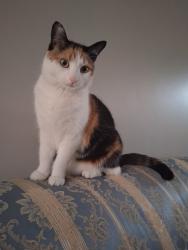 Lost Female Cat last seen Waverly Lynn Lane and Cottage Oaks Drive, Charlotte, NC 28269