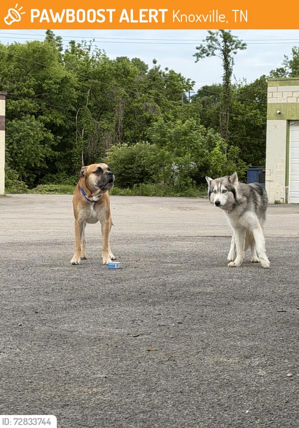 Found/Stray Female Dog last seen In front of north broadways Office Depot, Knoxville, TN 37917
