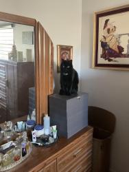 Lost Male Cat last seen Martha between bellamah and mahlon ne, Albuquerque, NM 87112