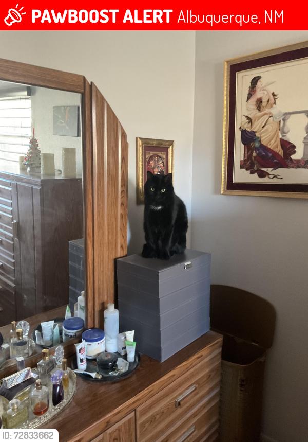 Lost Male Cat last seen Martha between bellamah and mahlon ne, Albuquerque, NM 87112