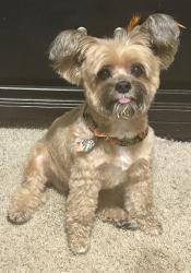 Lost Female Dog last seen Scopili Dr & Urraca Ln (The Commons at Rowe Lane), Pflugerville, TX 78660