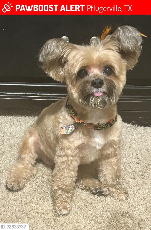 Lost Female Dog last seen Scopili Dr & Urraca Ln (The Commons at Rowe Lane), Pflugerville, TX 78660