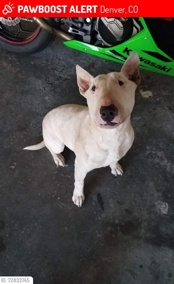 Lost Male Dog last seen Montbello area , Denver, CO 80239