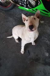 Lost Male Dog last seen Montbello area , Denver, CO 80239