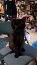 Lost Male Cat last seen Hey 92 and East Paulding Middle School, Dallas, GA 30157