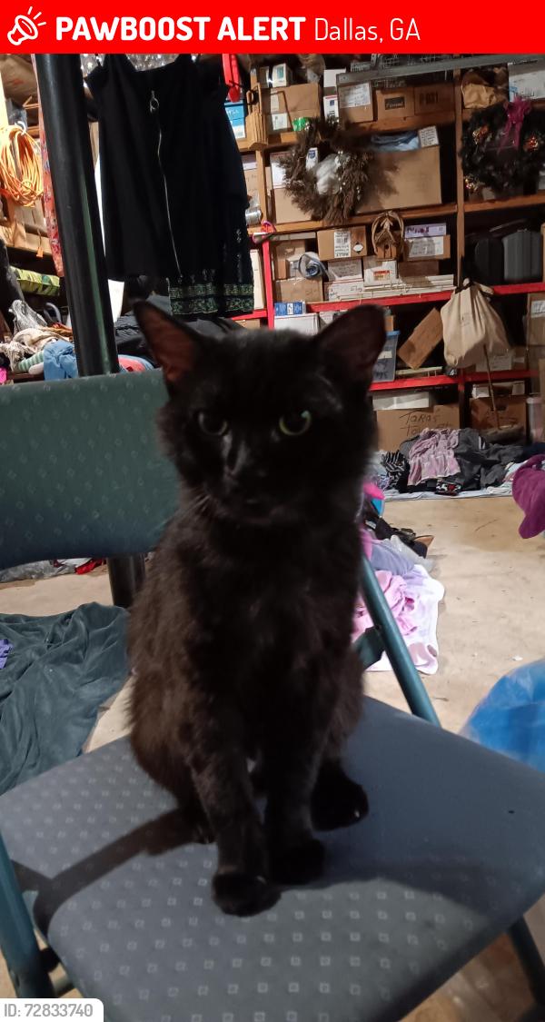 Lost Male Cat last seen Hey 92 and East Paulding Middle School, Dallas, GA 30157