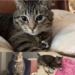 Lost Male Cat last seen Heritage Way , Union City, CA 94587