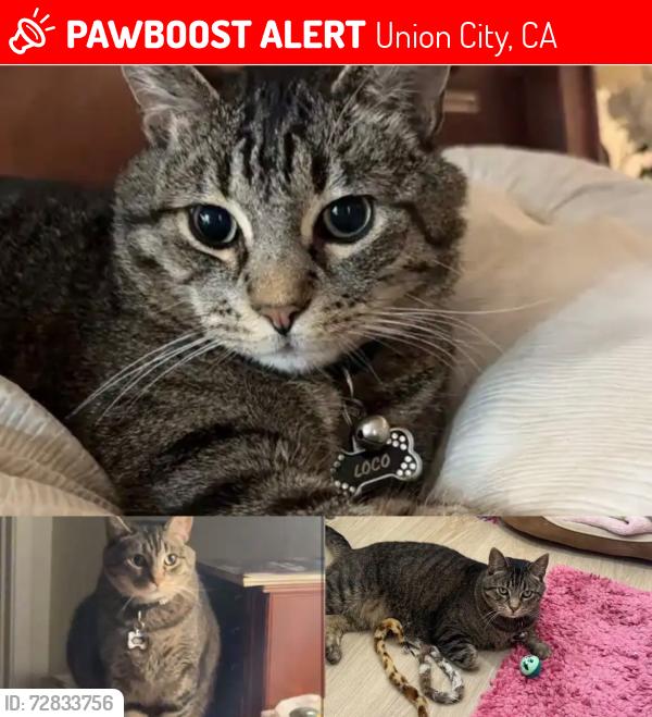 Lost Male Cat last seen Heritage Way , Union City, CA 94587