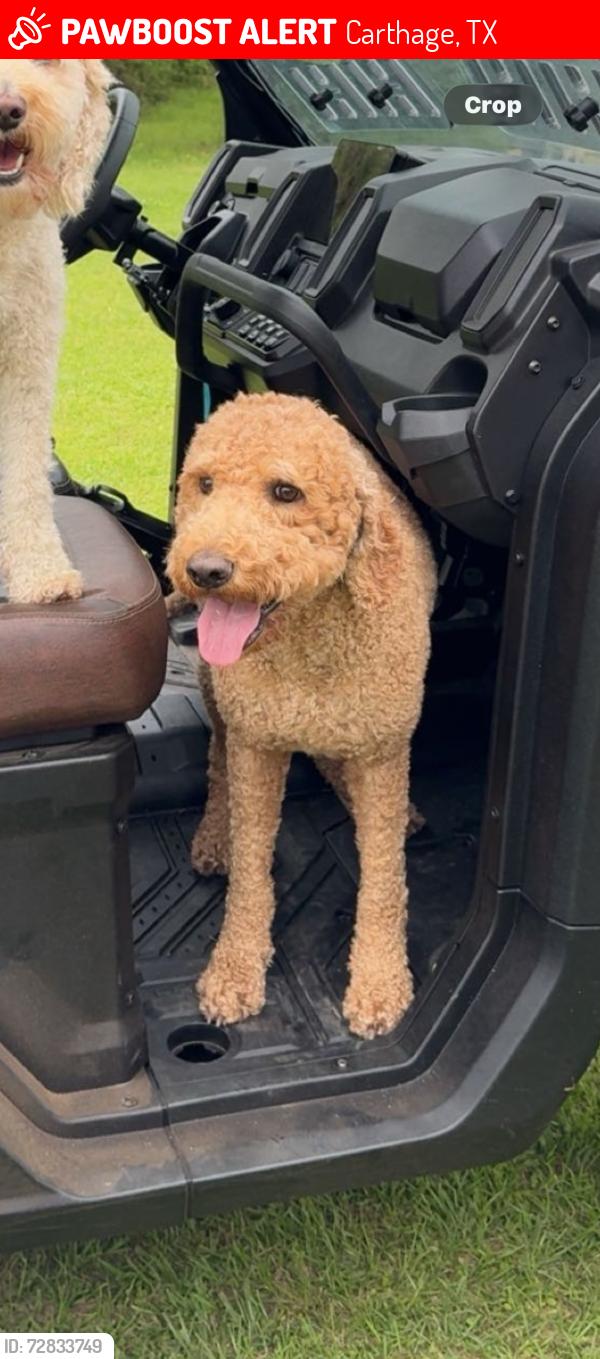 Lost Female Dog last seen FM 2517 and 59S, Carthage, TX 75633