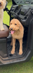 Lost Female Dog last seen FM 2517 and 59S, Carthage, TX 75633