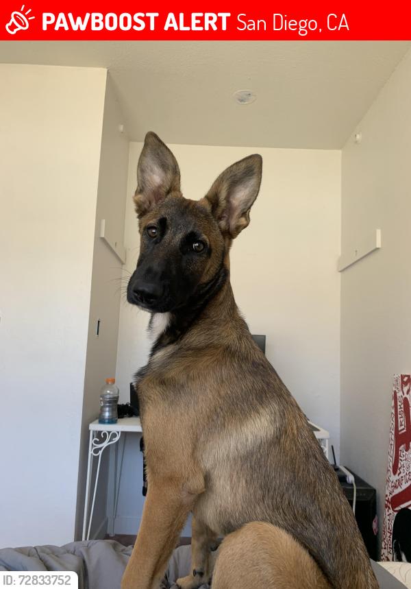 Lost Female Dog last seen Vista lane, San Diego, CA 92173