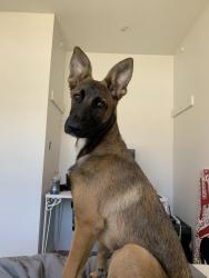 Lost Female Dog last seen Vista lane, San Diego, CA 92173