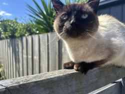 Lost Female Cat last seen Amaroo court , Clifton Springs, VIC 3222