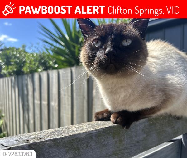 Lost Female Cat last seen Amaroo court , Clifton Springs, VIC 3222